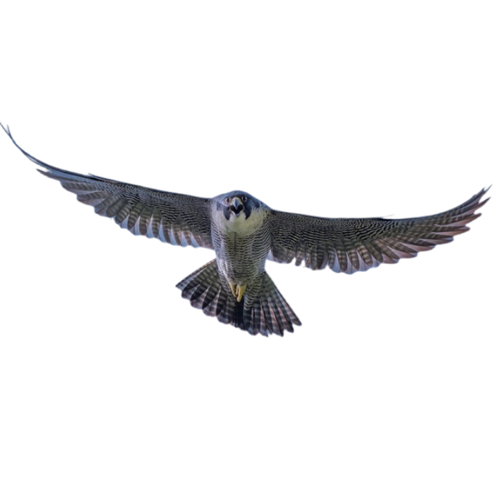 Falcon Tips by YoCan