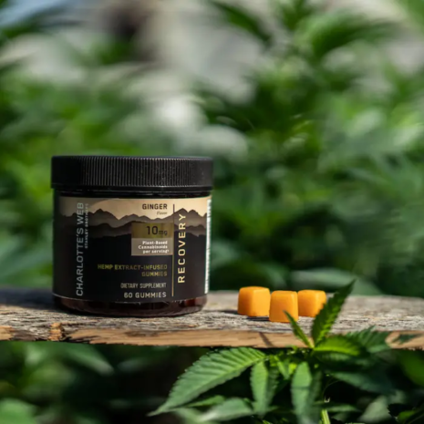 Charlotte’s Web Recovery Gummies